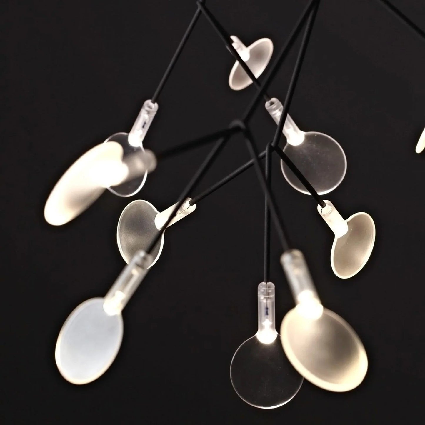 Heracleum – Lustre Nordique